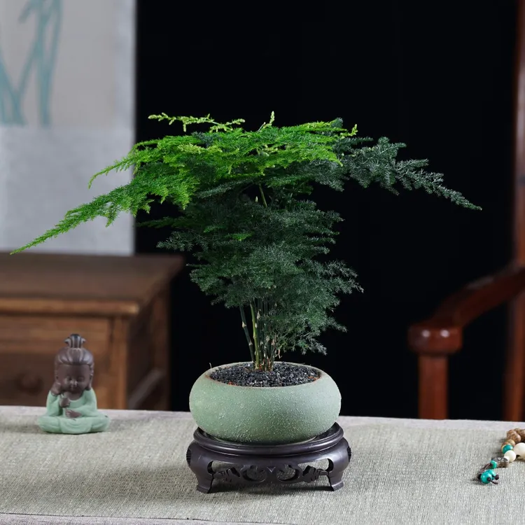 文竹大自然桌面摆件室内绿植四季盆栽园艺老桩植株易活经典文雅