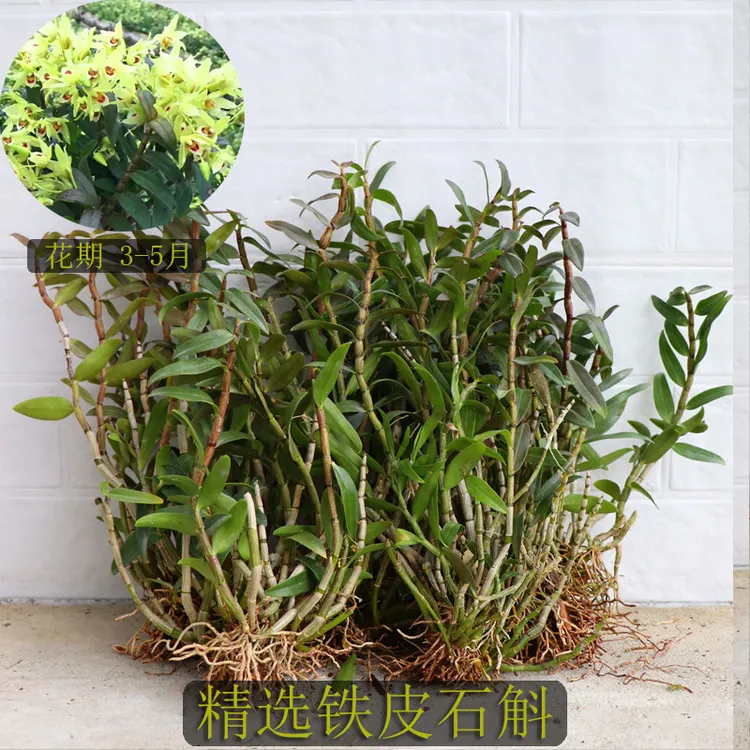 精选铁皮苗 带根发货 比赤水金钗还好养基地种植直发霍山铁皮