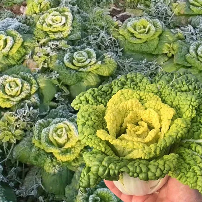 黄心菜种子蔬菜种子黑心乌塌菜春秋季种植小白菜蔬菜四季简单种植