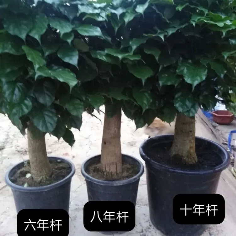 幸福树盆栽绿宝盆景带加仑盆老桩客厅办公室净化空气绿植四季常青