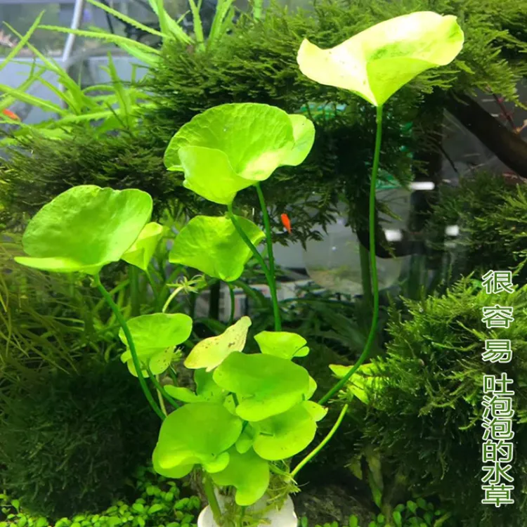 鱼缸造景活体植物 丹麦大香菇 水草草缸装饰水下叶繁殖高品质发货