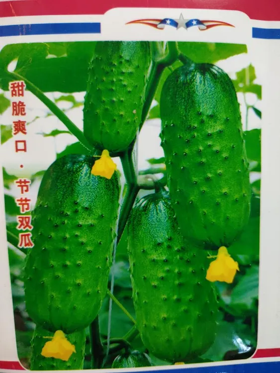 水果黄瓜种子拍一发二