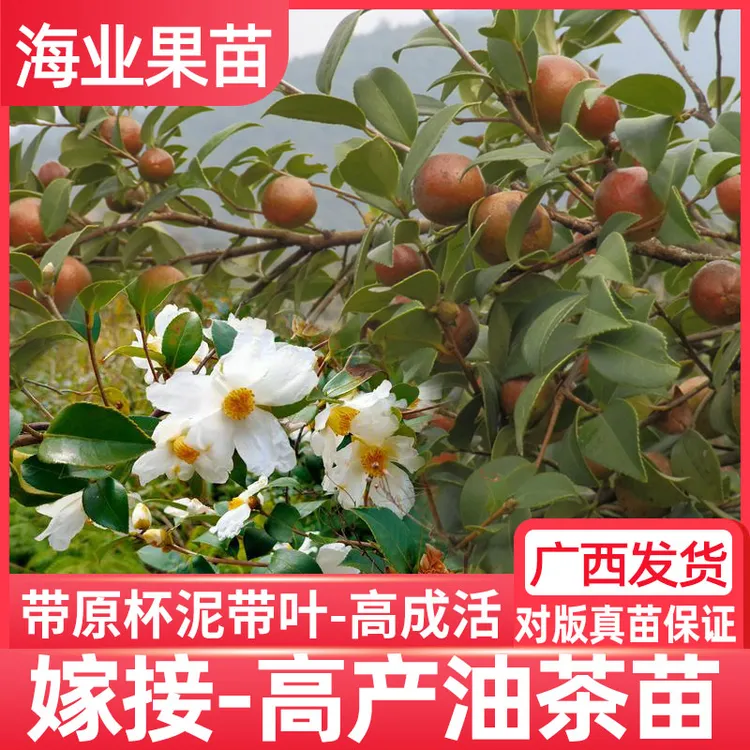 油茶树苗出售批发直播高产广西软枝茶子树白花大果油茶树苗 带土