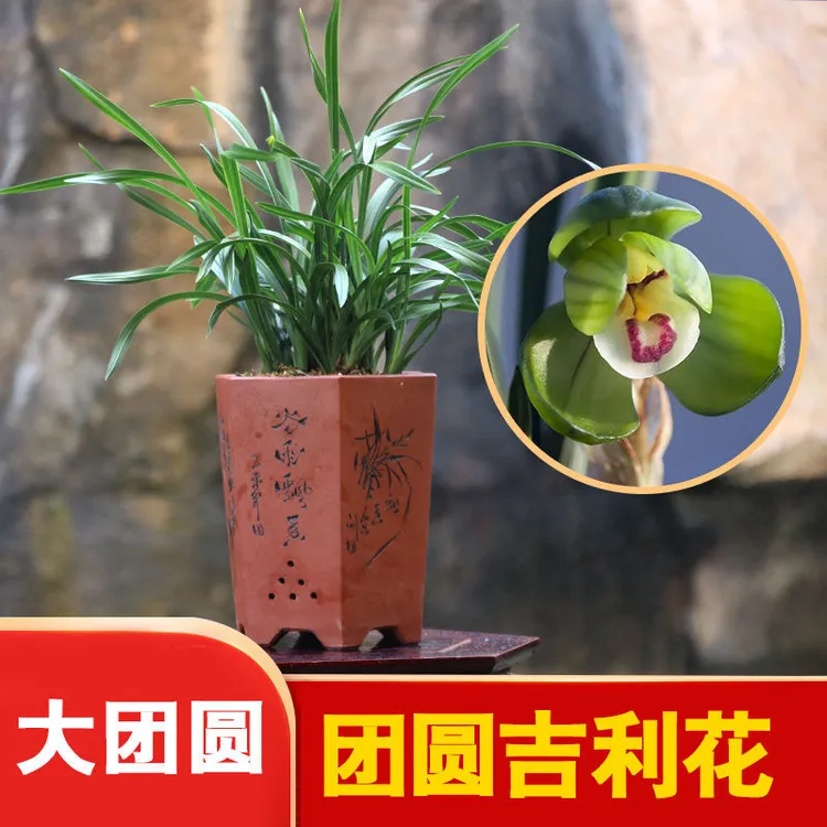 春兰大团圆浓香荷瓣花当年开花兰花室内绿植盆栽矮种根系好养易花