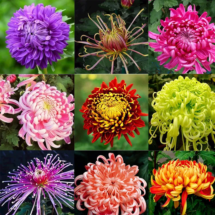大菊花苗盆栽九月花瓣室内阳台庭院花卉好养客厅净化菊花盆栽夏季