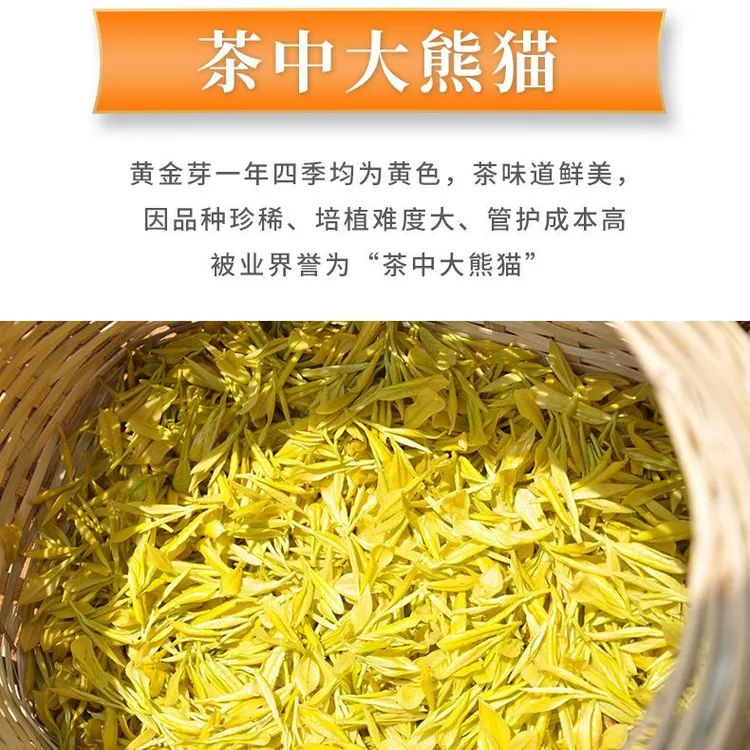  小汉2025【云雾本色】镇店之宝 A24爆款黄金芽 