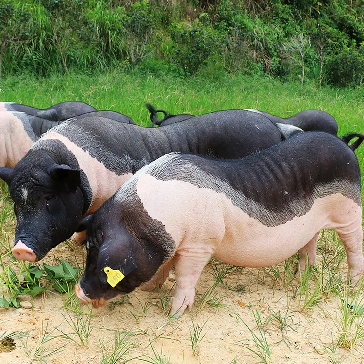 LUBAO/陆宝陆川土猪腊肉328g广式腊味广西特产腊肉