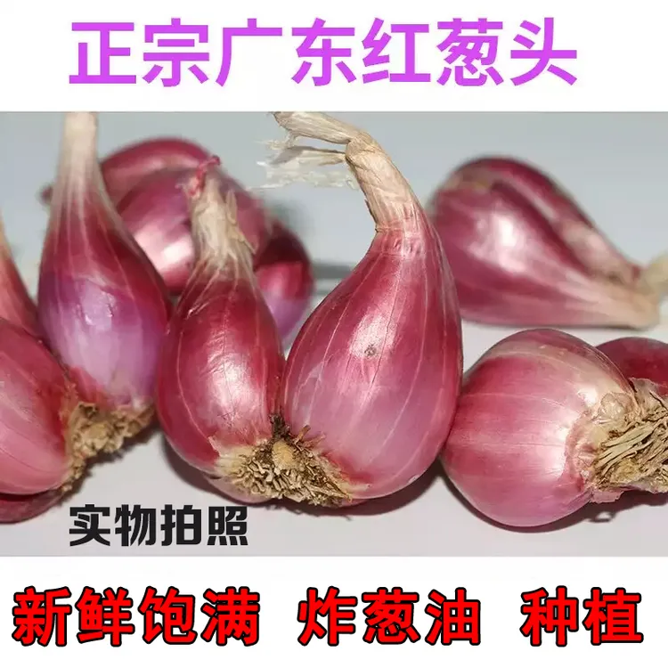 新鲜蔬菜广东红葱头小香葱种干葱头1斤包邮可做葱油葱酥肠粉酱