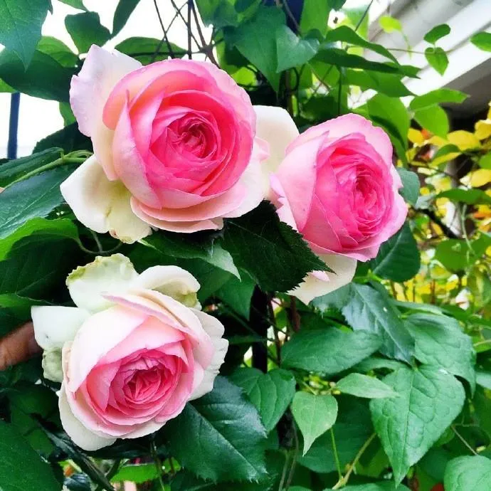 粉色龙沙宝石精选带花大花藤本月季花苗盆栽庭院正宗粉龙爬藤单季