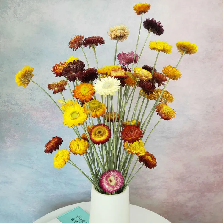 云南天然干花真花麦秆菊小雏菊七彩菊菠萝菊花束家居摆设装饰插花