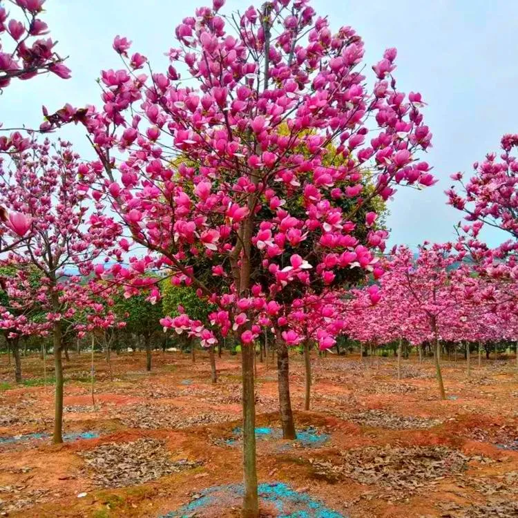玉兰树苗玉兰花黄玉兰红玉兰白玉兰南方北方种植庭院种植玉兰苗