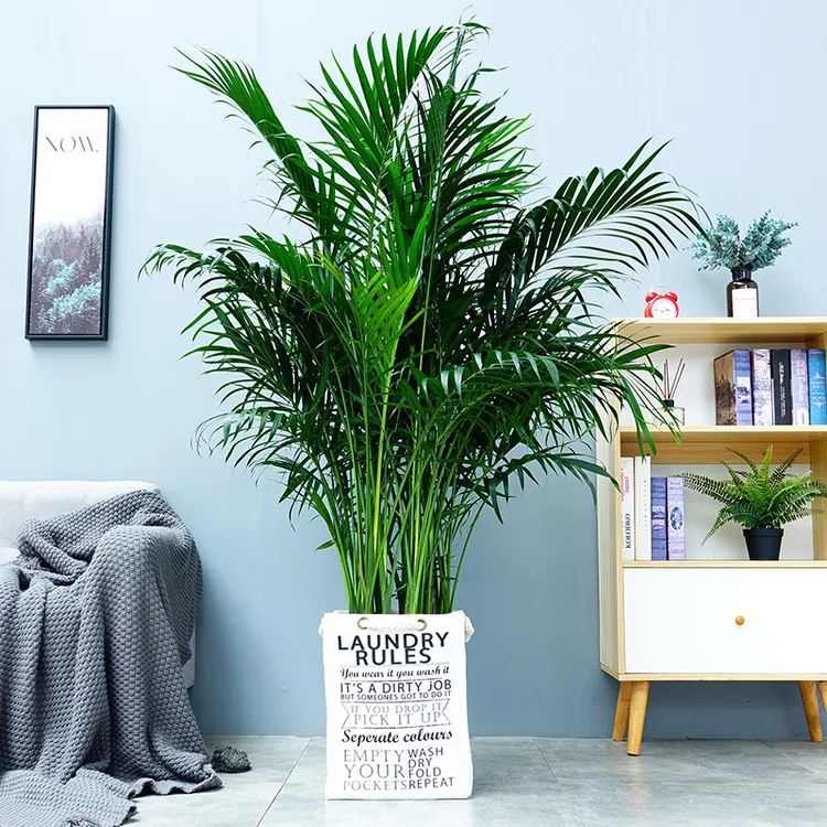 【富贵椰子凤尾竹】自然展示实拍场景适用客厅园艺耐旱清新绿植盆栽