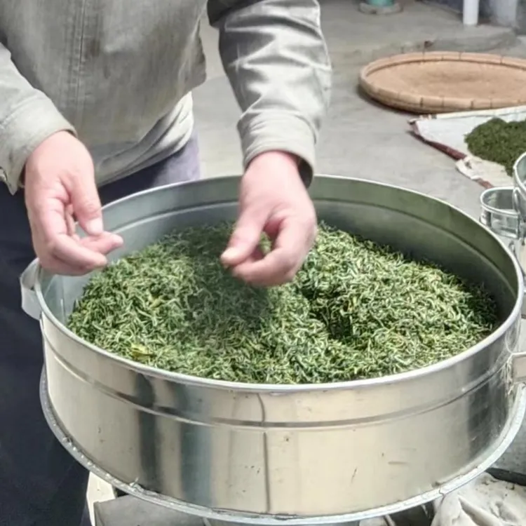 日照绿茶麦黄茶2号/二细口粮茶/中等叶/浓香栗香沙口/一芽两三叶