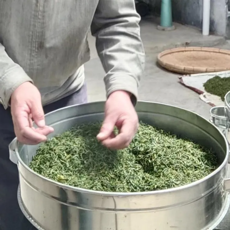 日照绿茶麦黄茶3号/汤色偏黄2025口粮茶/浓香耐泡/栗香浓郁有沙口