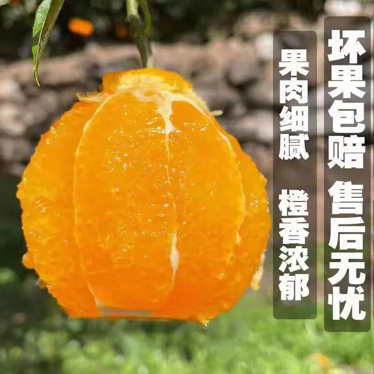 湖北秭归伦晚脐橙5斤/9斤新鲜香甜爆汁甜橙橙子现摘应季水果清甜