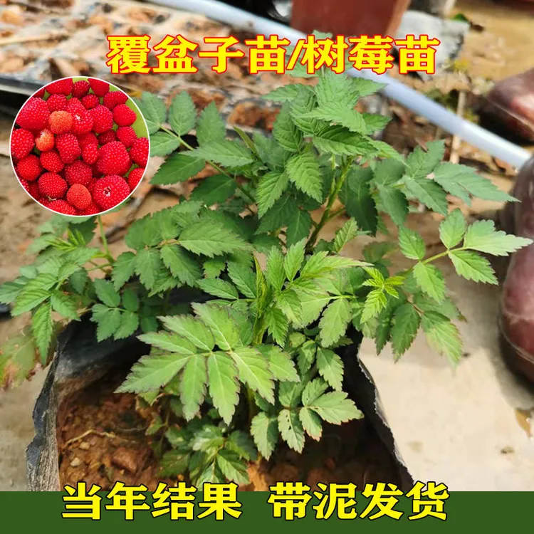 夏盆子苗树梅空心草莓刺泡三月泡野草莓白花划船泡童年记忆野果