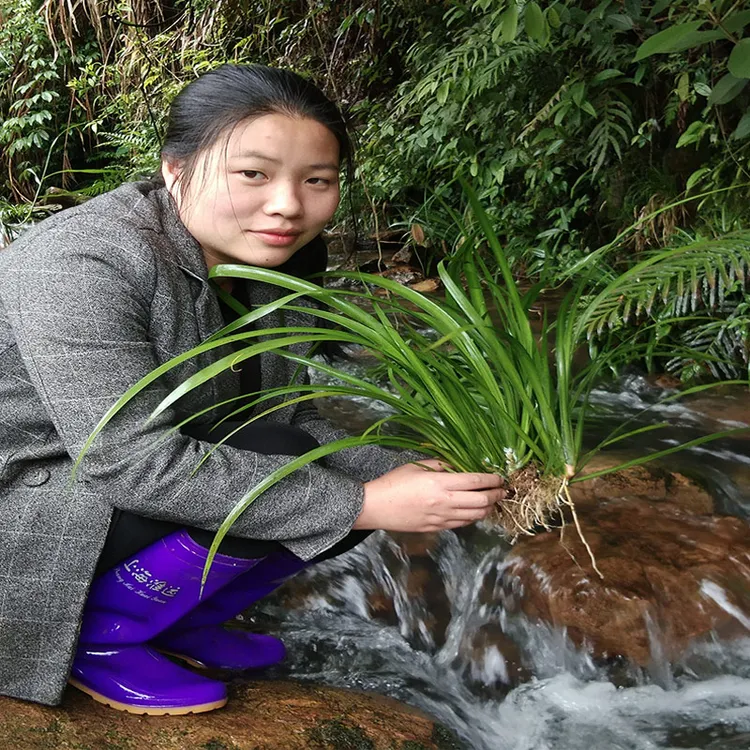 精美水培石菖蒲盆景附龙根苗附石菖蒲鱼龟造景过滤水养盆栽绿植物