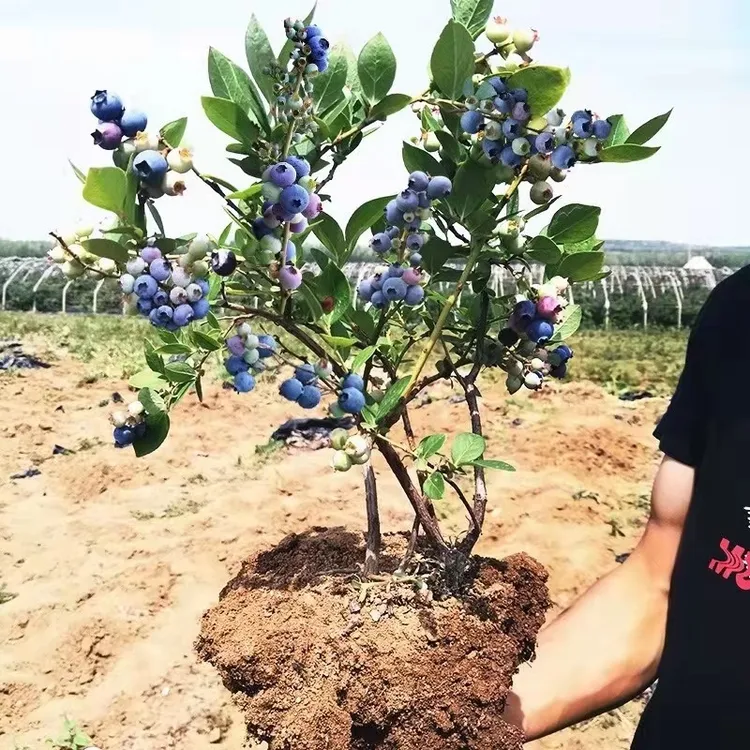 蓝莓树苗盆栽地栽南北方庭院阳台四季种植当年结果带土发货蓝莓苗