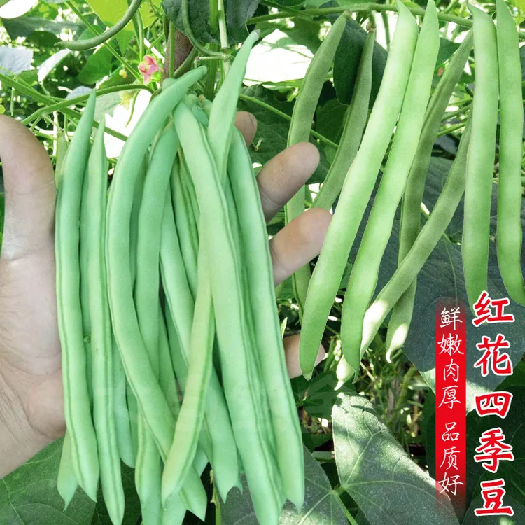 新籽种拍三送一豆角大全四季豆、长豆角、眉豆、蔬菜简单春季豆角种