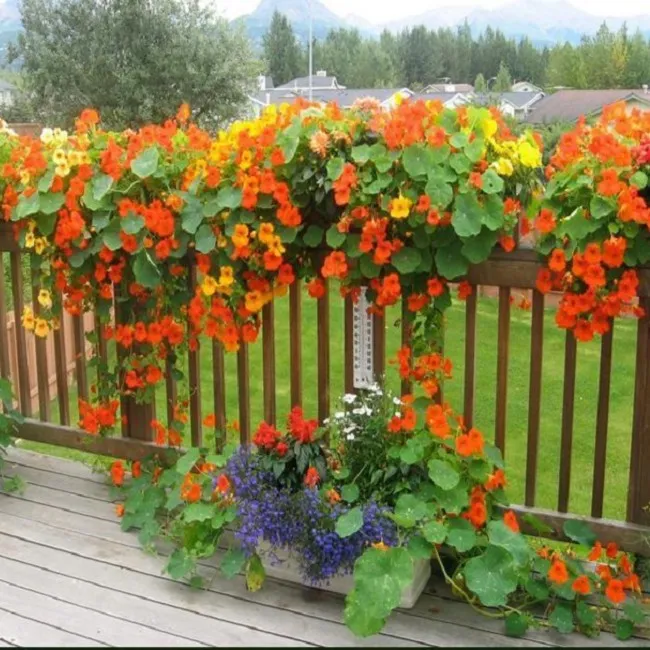 旱金莲种子旱荷花籽垂吊爬藤庭院室内阳台盆栽易活多年生种植简单