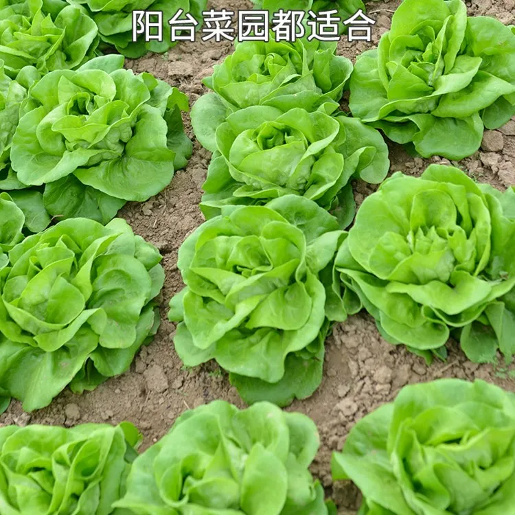 【奶油生菜】生菜种适应性强南方四季种种植发芽种子夏季播种菜园