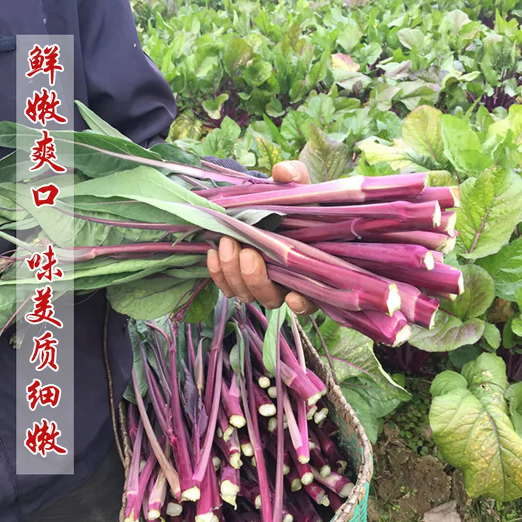 红菜苔种子紫菜籽绿薹心四季春秋冬季农家盆栽种孑简单易种蔬菜种