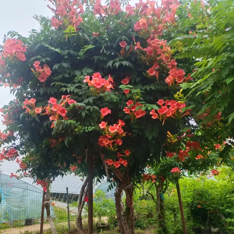 美国中华凌霄适合南北方种植可以盆栽可以地栽 一物一拍(送肥料)