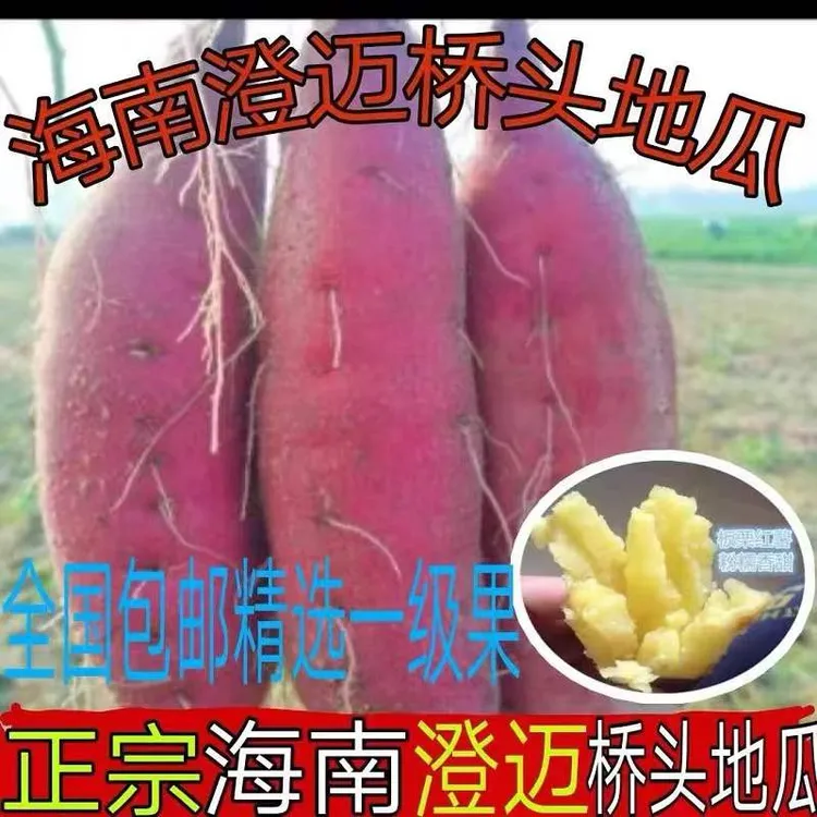 正宗海南澄迈桥头富硒地瓜天气炎热介意发芽填拍不在售后范围内