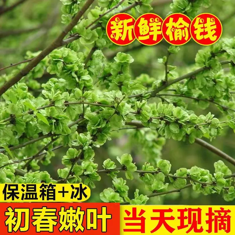 2025年新鲜野生榆钱现摘现发榆钱串子做蒸菜榆钱窝窝包邮坏烂包赔