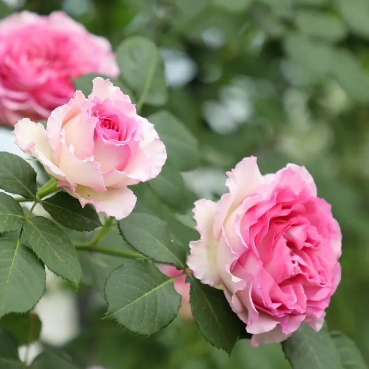 罗衣爬藤月季庭院攀援植物春季粉色大花浓香无刺品种，多季节开花