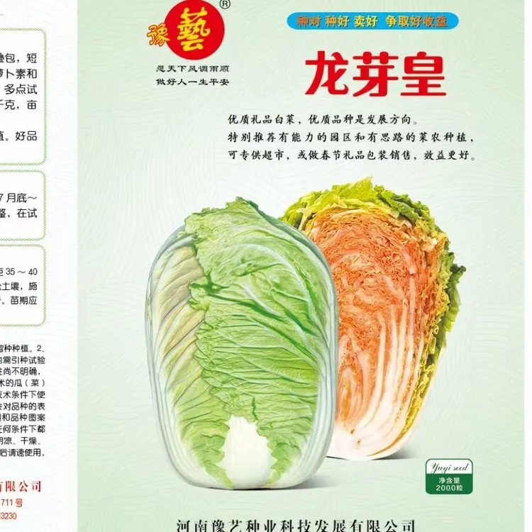 豫艺内叶桔红色优质龙芽皇白菜种子 特色白菜品种 2000粒