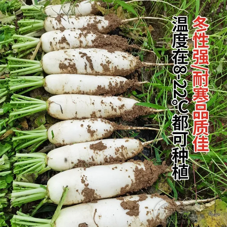 白萝卜种子杂交白玉春萝卜种特大水果萝卜夏秋季耐寒种籽农家种孑