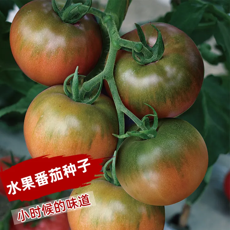 草莓番茄种子秧苗水果超甜东北铁皮柿子大西红柿种子四季蔬菜种子