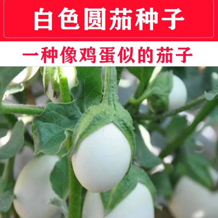 白蛋茄种籽白茄子季节白蛋鸡蛋茄金银盆栽四季春季农家蔬菜籽抗病