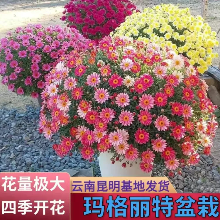大杯【玛格丽特】网红花小雏菊盆栽花卉四季开花多年生好养易活