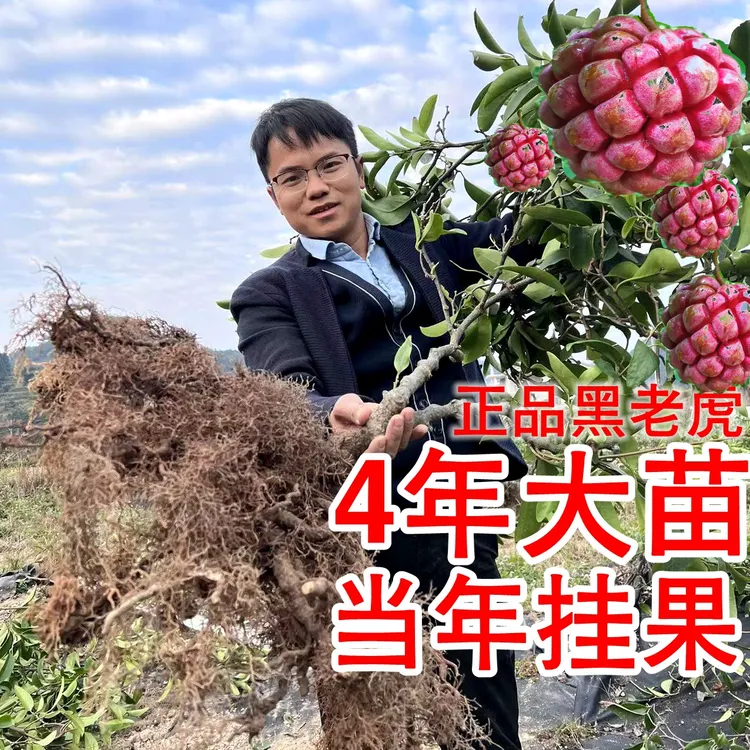 杨昌宏黑老虎苗布福娜长藤大苗3年4年带无纺布明年挂果包邮实物