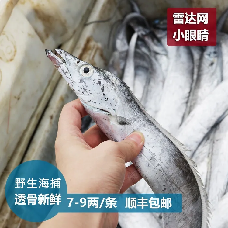 东海舟山渔场小眼睛油带鱼7-9两/条 精品带鱼 三斤装 冷链包邮