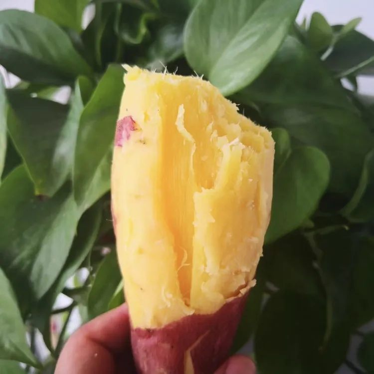 【普通快递】陕西板栗红薯干面微甜淡淡香味3斤5斤9斤包邮