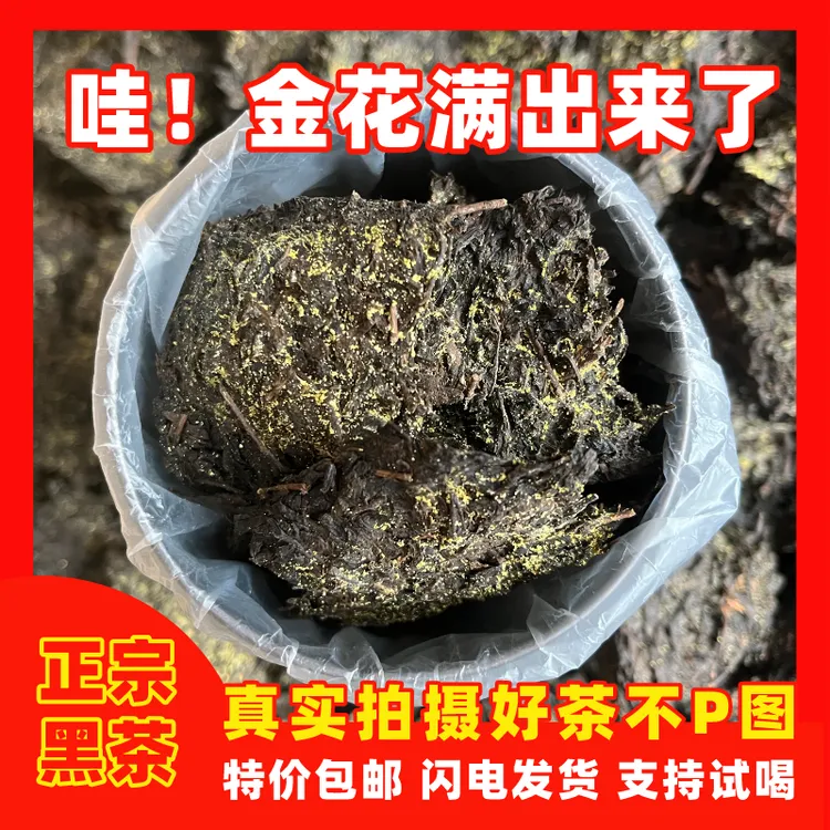 【罐装黑茶丨金花茯砖】黑茶爆款金花爆满正宗安化黑茶柔润爽滑