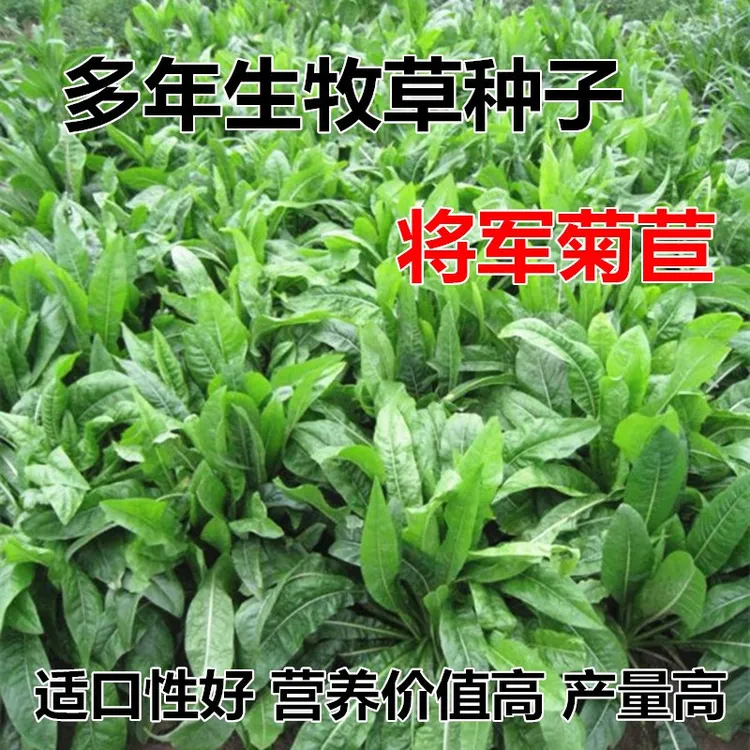将军菊苣种籽养殖大叶多年生四季牧草羊牛兔鱼鸡鸭鹅猪草种孑