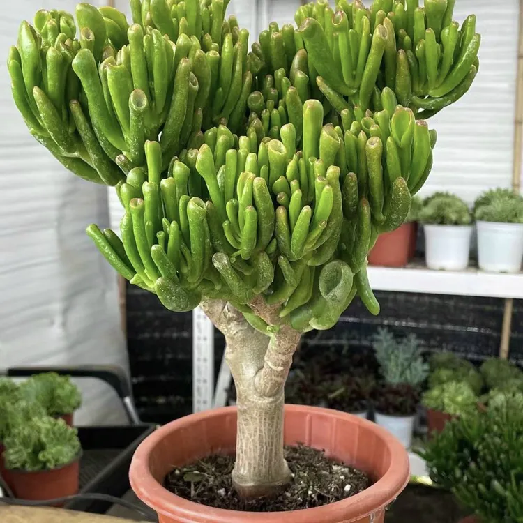 【四季绿植】吸财树老桩多肉植物绿植小盆栽吸多肉易活吸财树种植