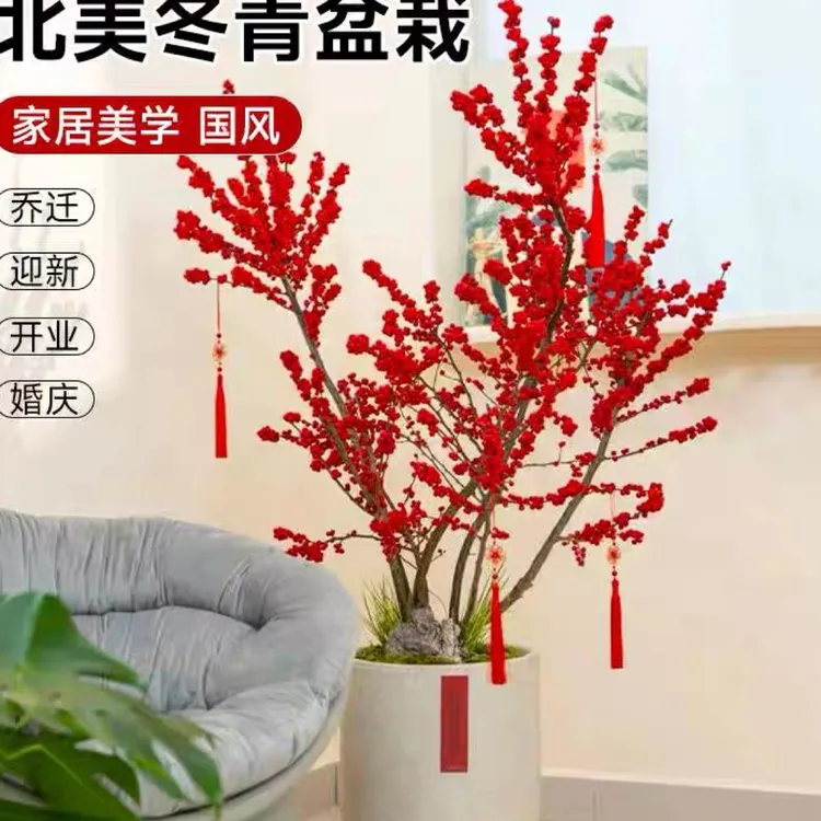 北美冬青 一物一拍 红红的果子 喜气洋洋观果花卉