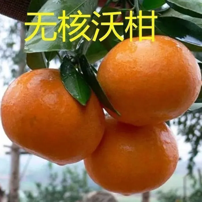 正宗嫁接广西沃柑树苗091无核沃柑橘子盆栽结果果树苗橘子树