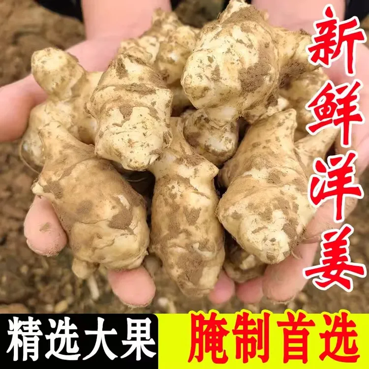 新鲜洋姜现挖生鬼子姜不辣1斤3斤5斤菊芋自种蔬菜酱腌制泡菜原料