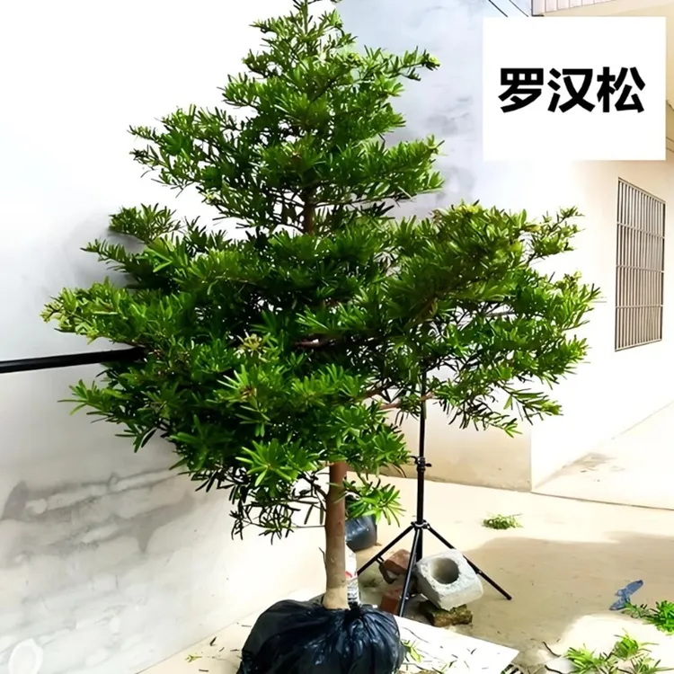 罗汉松盆栽树苗小叶雀舌米叶罗汉松造景庭院地栽阳台四季长青耐寒