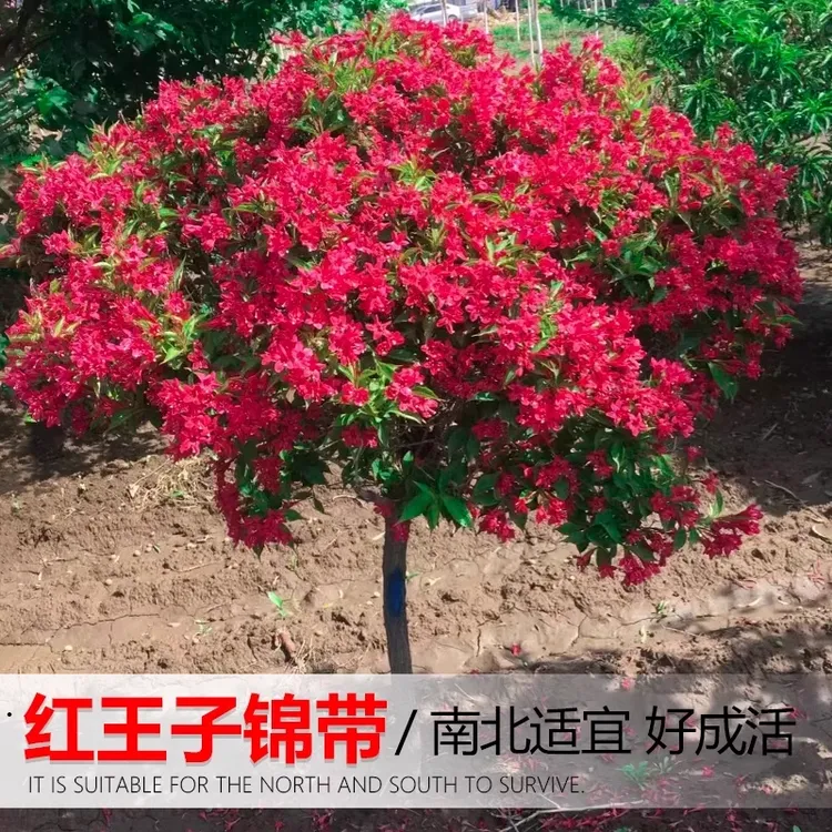 红王子锦带苗高杆锦带树庭院耐寒风景树绿篱花卉盆栽五彩锦带树苗