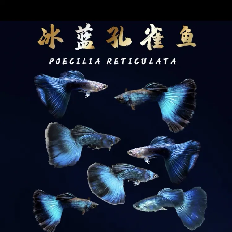 孔雀鱼胎生小型热带鱼苗观赏鱼易繁殖养包邮包损冷水鱼鱼苗观赏鱼