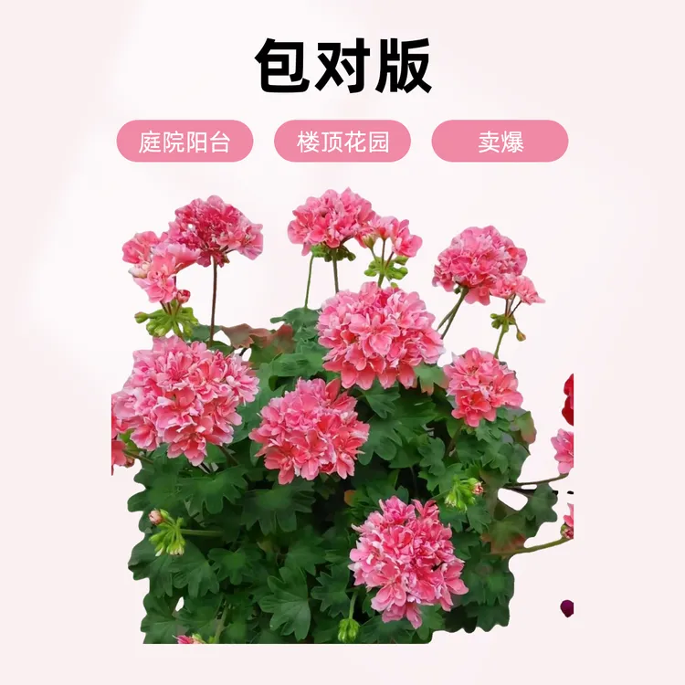 天竺葵植物盆栽室内外绿植花卉4棵起包邮