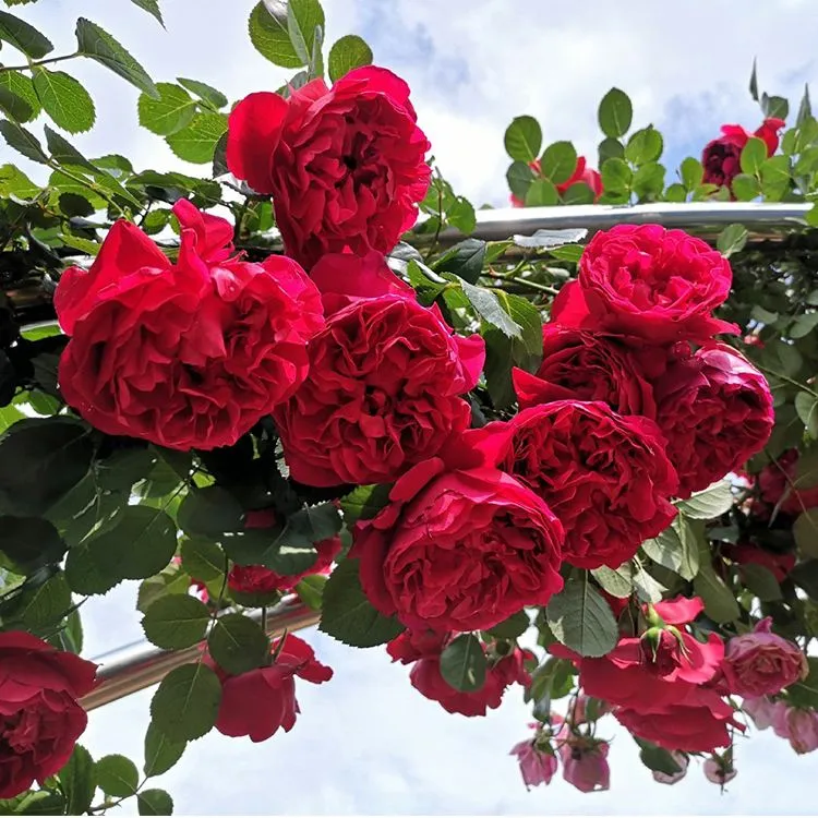 弗洛伦蒂娜藤本带花爬藤带花红色大花庭院阳台别墅拱门春天直播