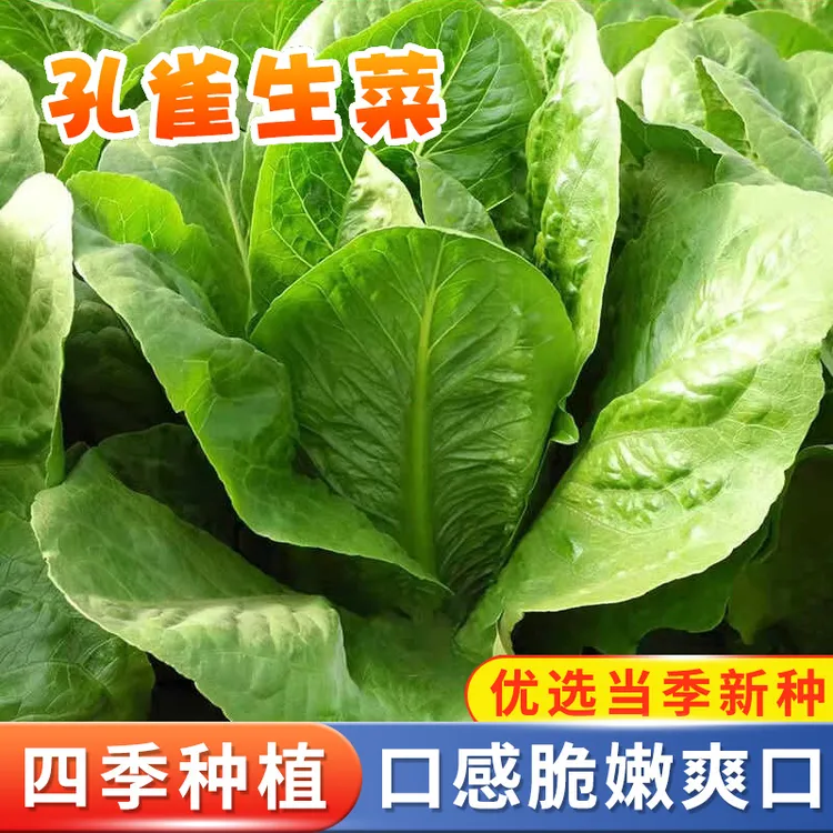 【孔雀菜种子】生菜种子精品沙拉开屏菜春秋四季盆栽阳台种植蔬菜籽
